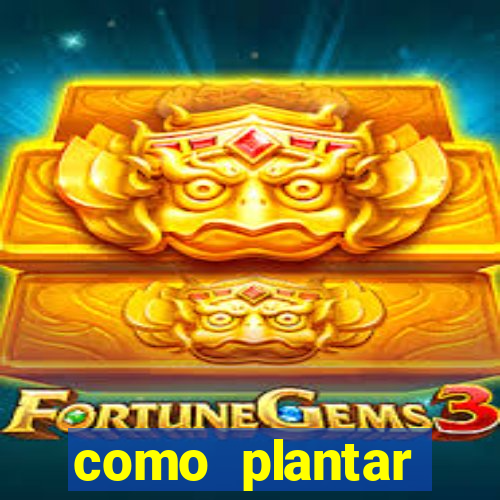 como plantar gergelim no vaso
